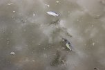 Fischsterben (Foto: Karl-Heinz Herrmann)