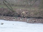 Baumf&auml;llen am Parkteich (Foto: Karl-Heinz Herrmann)