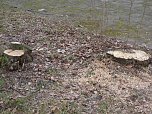 Baumf&auml;llen am Parkteich (Foto: Karl-Heinz Herrmann)