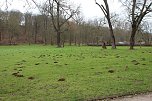 Maulwurfsinvasion im Schlosspark Sondershausen? (Foto: Karl-Heinz Herrmann)