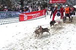 Schlittenhunderennen in Benneckenstein (Foto: Karin Lehmann)