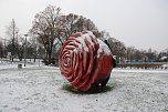 Die größte Rose, die sogar unter einer Schneedecke blüht, gibt es nur in der Berg- und Rosenstadt Sangerhausen. (Foto: Jochen Miche) Die größte Rose, die sogar unter einer Schneedecke blüht, gibt es nur in der Berg- und Rosenstadt Sangerhausen. (Foto: Jochen Miche)