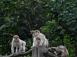 Gleich 12 mal konnte man sich im Affenwald auf dem Strau&szlig;berg &uuml;ber Nachwuchs freuen (Foto: Peter Blei)