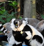 Gleich 12 mal konnte man sich im Affenwald auf dem Strau&szlig;berg &uuml;ber Nachwuchs freuen (Foto: Peter Blei)