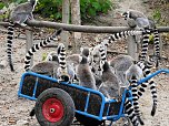 Gleich 12 mal konnte man sich im Affenwald auf dem Strau&szlig;berg &uuml;ber Nachwuchs freuen (Foto: Peter Blei)