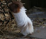 Besuch auf dem Possen (Foto: Peter Blei) Besuch auf dem Possen (Foto: Peter Blei)