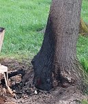 Was haben die Sondersh&auml;user gegen den Schlosspark? (Foto: Karl-Heinz Herrmann)