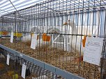Rassengefl&uuml;gelausstellung in Bad Frankenhausen (Foto: Karl-Heinz Herrmann)