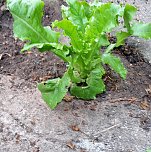 Zum Schmunzeln oder Kleingärtner in Nöten? (Foto: Privat) Zum Schmunzeln oder Kleingärtner in Nöten? (Foto: Privat)