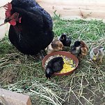 Erdbeerzeit, sch&ouml;ne Zeit (Foto: Susanne Koch)