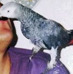 Graupapagei entflogen, (Foto: Privat)