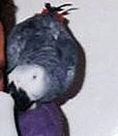 Graupapagei entflogen, (Foto: Privat)