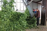 Start der Hopfenernte in Gro&szlig;enehrich (Foto: Karl-Heinz Herrmann)