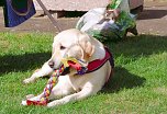 10. Frankenhisser Hundetag ist Geschichte (Foto: Olivia Heinzel)