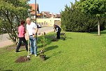 Gro&szlig;e Fliederbaumplanzaktion in Bad Frankenhausen (Foto: Karl-Heinz Herrmann)