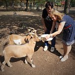 Futterrüben dringend gesucht! (Foto: Wahlkreisbüro Dr. Iris Martin-Gehl) Futterrüben dringend gesucht! (Foto: Wahlkreisbüro Dr. Iris Martin-Gehl)