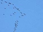 Abschied von den Kranichen (Foto: Peter Blei)