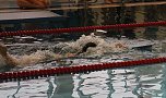 Tolle Kreisjugendspiele im Schwimmen (Foto: Karl-Heinz Herrmann) Tolle Kreisjugendspiele im Schwimmen (Foto: Karl-Heinz Herrmann)