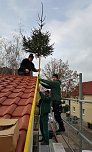Setzen Weihnachtsbaum (Foto: Nadine Hessenm&uuml;ller-Flohr)