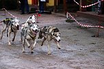 Hundeschlittenrennen in Pullman City (Foto: Peter Blei) Hundeschlittenrennen in Pullman City (Foto: Peter Blei)