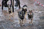 Hundeschlittenrennen in Pullman City (Foto: Peter Blei) Hundeschlittenrennen in Pullman City (Foto: Peter Blei)