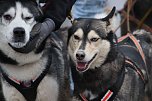 Hundeschlittenrennen in Pullman City (Foto: Peter Blei) Hundeschlittenrennen in Pullman City (Foto: Peter Blei)