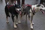 Hundeschlittenrennen in Pullman City (Foto: Peter Blei) Hundeschlittenrennen in Pullman City (Foto: Peter Blei)
