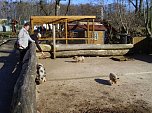Zu Besuch bei Erdmännchen, Gepard und Co. auf dem Possen (Foto: Thomas Leipold) Zu Besuch bei Erdmännchen, Gepard und Co. auf dem Possen (Foto: Thomas Leipold)