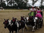 Großes Ponyfest Großenehrich (Foto: Stefan Schard) Großes Ponyfest Großenehrich (Foto: Stefan Schard)