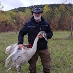 Schwan (Foto: S. Dietzel) Schwan (Foto: S. Dietzel)