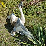 Erneut Schwan in N&ouml;ten (Foto: Silvio Dietzel)