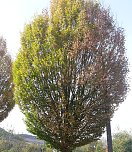 Bebraer Teich, Stra&szlig;enbeleuchtung Hammatalstra&szlig;e und mehr (Foto: Karl-Heinz Herrmann)