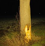 Rentnerin mit Auto gegen Baum geprallt (Foto: Silvio Dietzel) Rentnerin mit Auto gegen Baum geprallt (Foto: Silvio Dietzel)