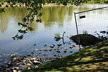 Den Parkteichen von Sondershausen fehlt (e) das Wasser (Foto: Karl-Heinz Herrmann)