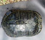 Schildkr&ouml;te ausgeb&uuml;xt (Foto: Silvio Dietzel)
