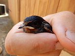Viele Schwalben machten einen Sommer (Foto: Andreas Zeidler)