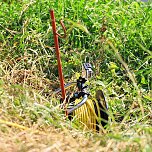 Unstrut Krokodil lässt sich nicht locken (Foto: Silvio Dietzel) Unstrut Krokodil lässt sich nicht locken (Foto: Silvio Dietzel)