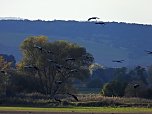 Kraniche am Stausee (Foto: P.Blei) Kraniche am Stausee (Foto: P.Blei)