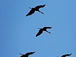 Kraniche am Stausee (Foto: P.Blei) Kraniche am Stausee (Foto: P.Blei)