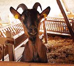 Drillinge in Kelbra (Foto: Ulrich Reinboth) Drillinge in Kelbra (Foto: Ulrich Reinboth)