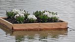 Schwimmende G&auml;rten  (Foto: Ulrich Reinboth )
