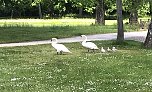 Schwanenpaar mit ihren Jungen (Foto: Eva Maria Wiegand)