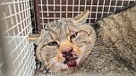 Verletzte Wildkatze wird nach Kollision mit einem Auto (Foto: S. Dietzel)