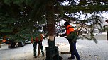 Weihnachtstanne wird von dem Frankenh&auml;user Rathaus aufgestellt (Foto: Stadtmarketing Bad Frankenhausen)