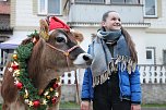 Adventsausflug mit dem Ochsen Tabaluga (Foto: S.Dietzel) Adventsausflug mit dem Ochsen Tabaluga (Foto: S.Dietzel)