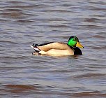 Unterwegs in der Goldenen Aue (Foto: Ulrich Reinboth)