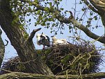 Brutzeit der Störche hat begonnen (Foto: Eva Maria Wiegand) Brutzeit der Störche hat begonnen (Foto: Eva Maria Wiegand)