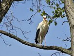 Brutzeit der Störche hat begonnen (Foto: Eva Maria Wiegand) Brutzeit der Störche hat begonnen (Foto: Eva Maria Wiegand)