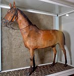 Pr&auml;pariertes, f&uuml;rstliches Pferd (Foto: Schlossmuseum Sondershausen)