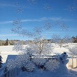 Eisblumen (Foto: Susanne Friedemann)